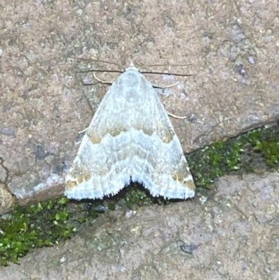Hellula hydralis (Cabbage Centre Moth) at Jerrabomberra, NSW - 7 Mar 2022 by SteveBorkowskis