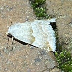 Hellula hydralis at Jerrabomberra, NSW - 7 Mar 2022