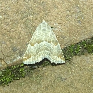 Hellula hydralis at Jerrabomberra, NSW - 7 Mar 2022