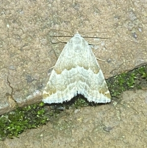 Hellula hydralis at Jerrabomberra, NSW - 7 Mar 2022