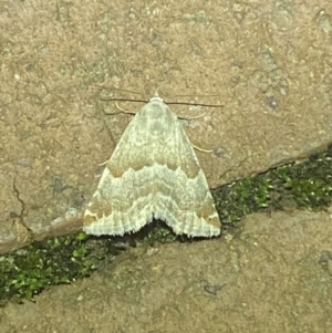 Hellula hydralis at Jerrabomberra, NSW - 7 Mar 2022