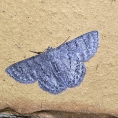Crypsiphona ocultaria (Red-lined Looper Moth) at Jerrabomberra, NSW - 7 Mar 2022 by Steve_Bok