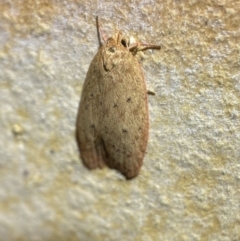 Garrha leucerythra (A concealer moth) at Jerrabomberra, NSW - 7 Mar 2022 by Steve_Bok