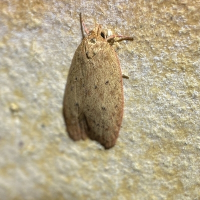 Garrha leucerythra (A concealer moth) at QPRC LGA - 7 Mar 2022 by Steve_Bok