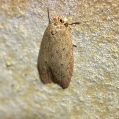 Garrha leucerythra (A concealer moth) at Jerrabomberra, NSW - 7 Mar 2022 by Steve_Bok