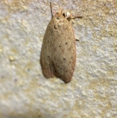 Garrha leucerythra at Jerrabomberra, NSW - suppressed