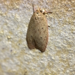 Garrha leucerythra at Jerrabomberra, NSW - suppressed