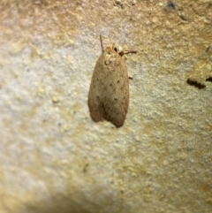 Garrha leucerythra at Jerrabomberra, NSW - suppressed