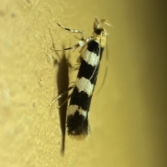 Limnaecia camptosema (A Cosmet moth (Cosmopteriginae) at Jerrabomberra, NSW - 7 Mar 2022 by SteveBorkowskis