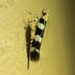 Limnaecia camptosema (Cosmopterigid) at QPRC LGA - 7 Mar 2022 by Steve_Bok