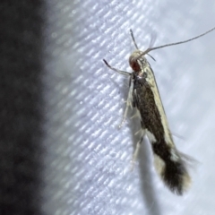 Elachista flammula (A Gelechioid moth (Elachistidae) at Jerrabomberra, NSW - 7 Mar 2022 by SteveBorkowskis
