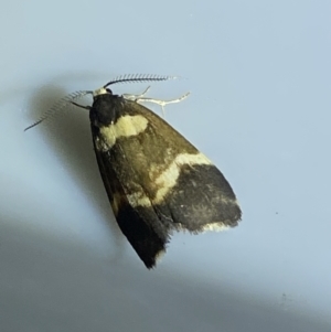 Thallarcha phalarota at Jerrabomberra, NSW - suppressed