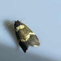 Thallarcha phalarota at Jerrabomberra, NSW - suppressed