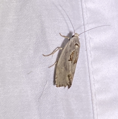 Tymbophora peltastis (A Xyloryctid moth (Xyloryctidae)) at Jerrabomberra, NSW - 7 Mar 2022 by SteveBorkowskis