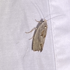 Tymbophora peltastis (A Xyloryctid moth) at Jerrabomberra, NSW - 7 Mar 2022 by Steve_Bok