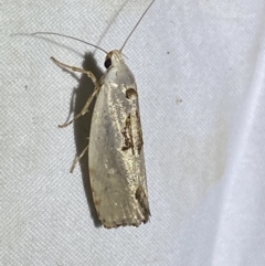 Tymbophora peltastis at Jerrabomberra, NSW - suppressed