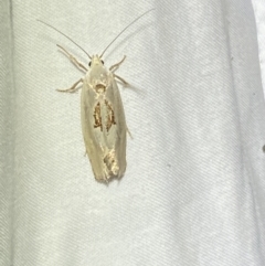 Tymbophora peltastis at Jerrabomberra, NSW - suppressed