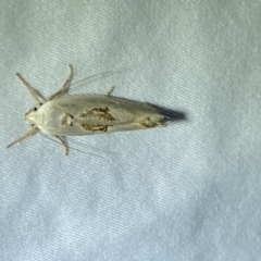 Tymbophora peltastis at Jerrabomberra, NSW - suppressed