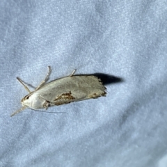 Tymbophora peltastis at Jerrabomberra, NSW - suppressed