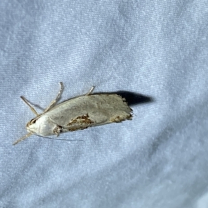 Tymbophora peltastis at Jerrabomberra, NSW - suppressed