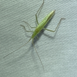 Coreidae (family) at Jerrabomberra, NSW - suppressed