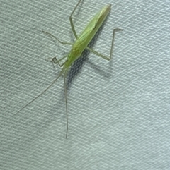 Coreidae (family) at Jerrabomberra, NSW - suppressed