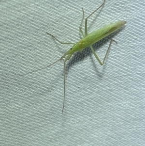 Coreidae (family) at Jerrabomberra, NSW - suppressed