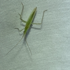 Coreidae (family) at Jerrabomberra, NSW - suppressed