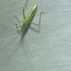 Coreidae (family) at Jerrabomberra, NSW - suppressed