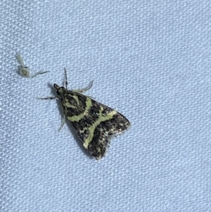 Scoparia spelaea at Jerrabomberra, NSW - suppressed