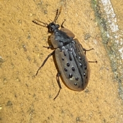 Ptomaphila lacrymosa (Carrion Beetle) at Jerrabomberra, NSW - 7 Mar 2022 by SteveBorkowskis
