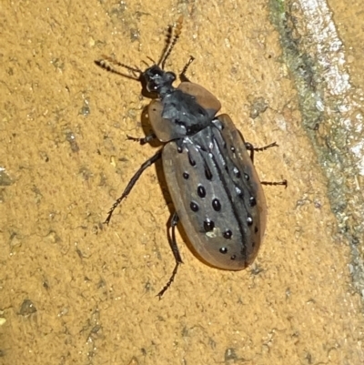 Ptomaphila lacrymosa (Carrion Beetle) at QPRC LGA - 7 Mar 2022 by Steve_Bok