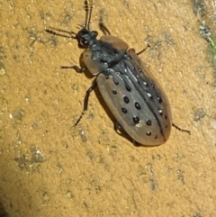 Ptomaphila lacrymosa at Jerrabomberra, NSW - suppressed