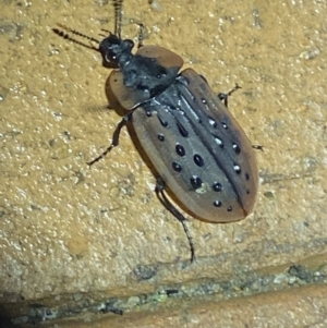 Ptomaphila lacrymosa at Jerrabomberra, NSW - suppressed