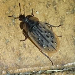 Ptomaphila lacrymosa at Jerrabomberra, NSW - suppressed