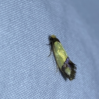 Edosa fraudulens (Tineidae) at Jerrabomberra, NSW - 7 Mar 2022 by SteveBorkowskis