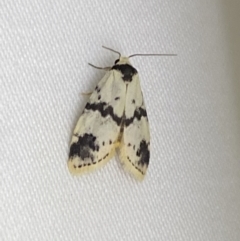 Thallarcha sparsana (Fair Footman) at Jerrabomberra, NSW - 7 Mar 2022 by Steve_Bok