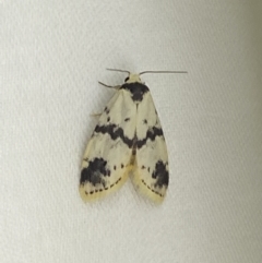 Thallarcha sparsana at Jerrabomberra, NSW - suppressed