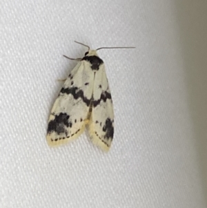 Thallarcha sparsana at Jerrabomberra, NSW - suppressed