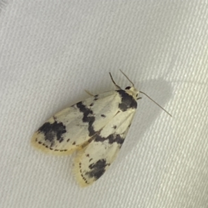 Thallarcha sparsana at Jerrabomberra, NSW - suppressed