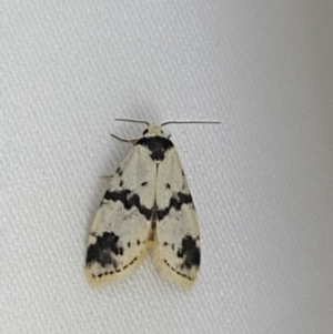 Thallarcha sparsana at Jerrabomberra, NSW - suppressed