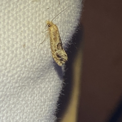 Moerarchis inconcisella (A tineid moth) at QPRC LGA - 7 Mar 2022 by Steve_Bok