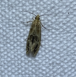 Moerarchis inconcisella at Jerrabomberra, NSW - 7 Mar 2022