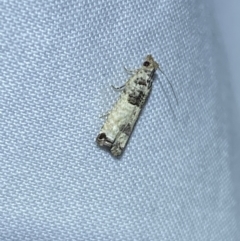 Spilonota constrictana (A Tortricid moth) at QPRC LGA - 7 Mar 2022 by Steve_Bok