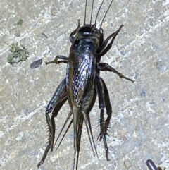 Teleogryllus commodus (Black Field Cricket) at Jerrabomberra, NSW - 7 Mar 2022 by SteveBorkowskis