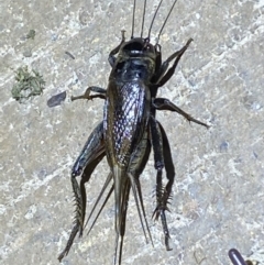 Teleogryllus commodus (Black Field Cricket) at Jerrabomberra, NSW - 7 Mar 2022 by Steve_Bok