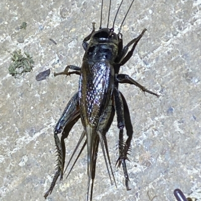 Teleogryllus commodus (Black Field Cricket) at QPRC LGA - 7 Mar 2022 by Steve_Bok