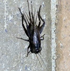 Teleogryllus commodus at Jerrabomberra, NSW - 7 Mar 2022