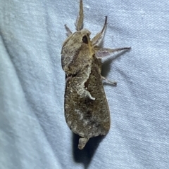 Elhamma australasiae (A Swift or Ghost moth (Hepialidae)) at Jerrabomberra, NSW - 7 Mar 2022 by SteveBorkowskis