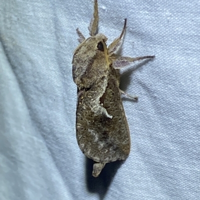 Elhamma australasiae (A Swift or Ghost moth (Hepialidae)) at Jerrabomberra, NSW - 7 Mar 2022 by SteveBorkowskis